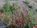 Fire weed